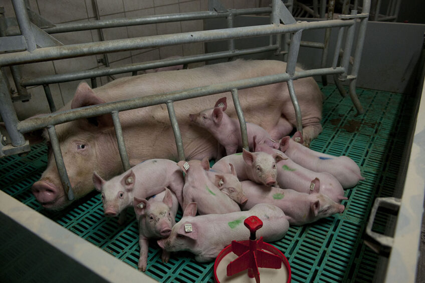 Experience with creep feeding can be important for newborn piglets as it helps them to recognized a new diet. Photo: Mark Pasveer