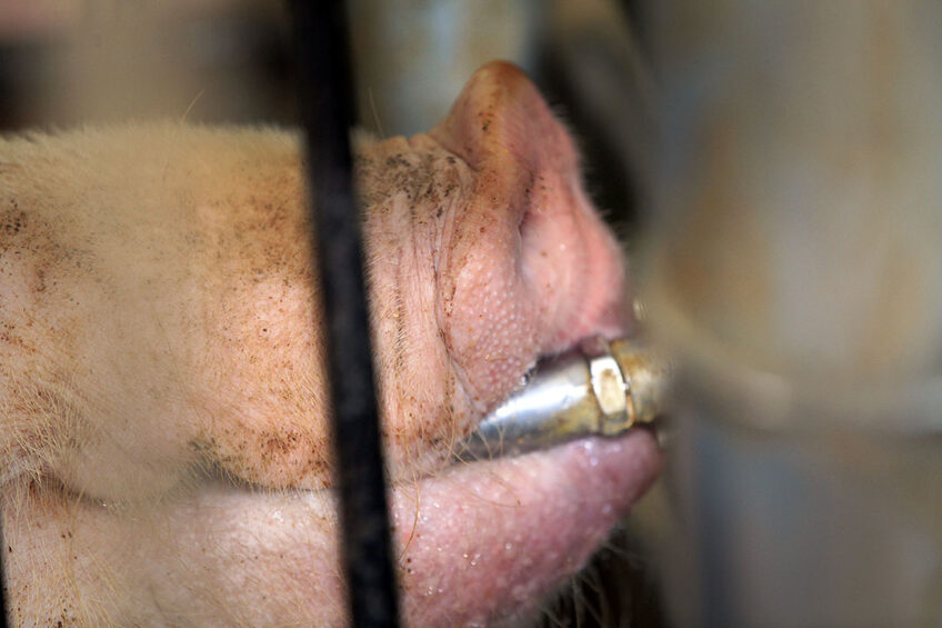 Pigs require water for biochemical reactions, proper function of cells, maintaining body temperature, nutrients transportation into the body tissue, removing metabolic waste, growth, and reproduction. - Photo: Henk Riswick