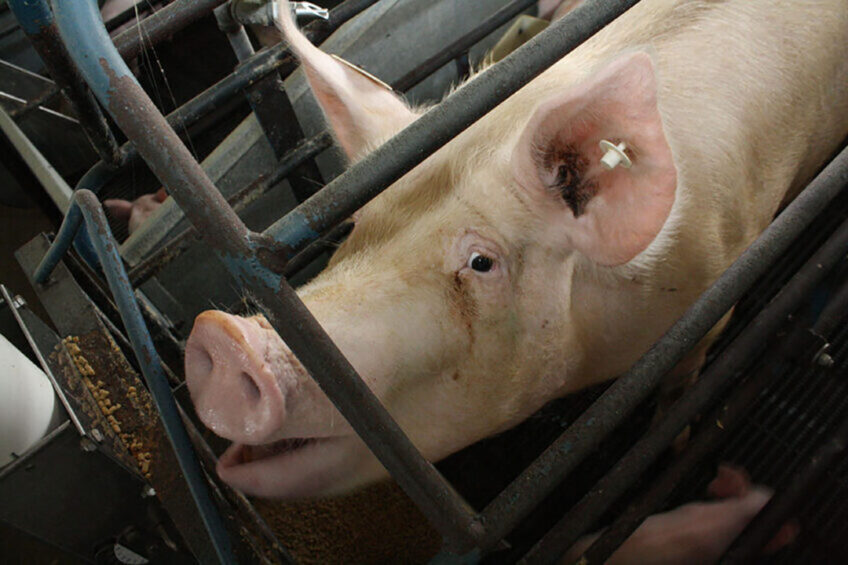 A sow in a farrowing crate in a US breeding farm.  Photo: Vincent ter Beek