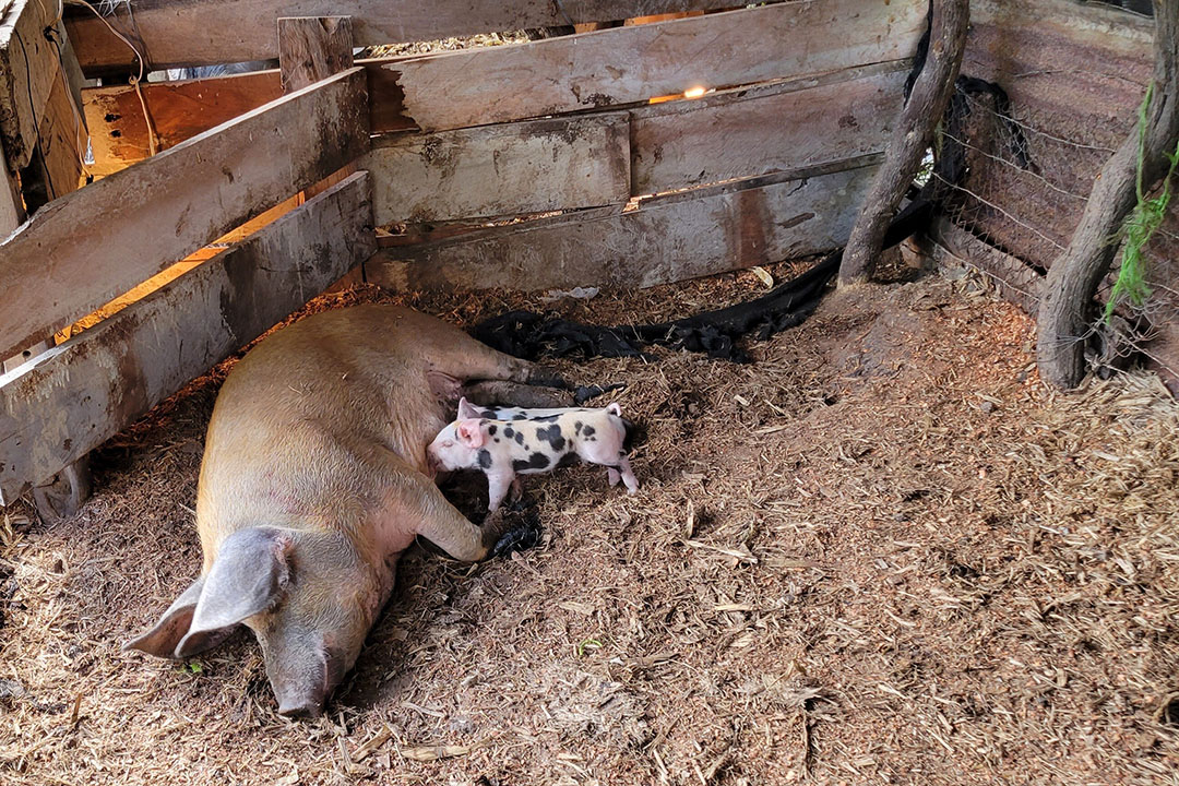 Floreana Island: inspecting pigs in paradise
