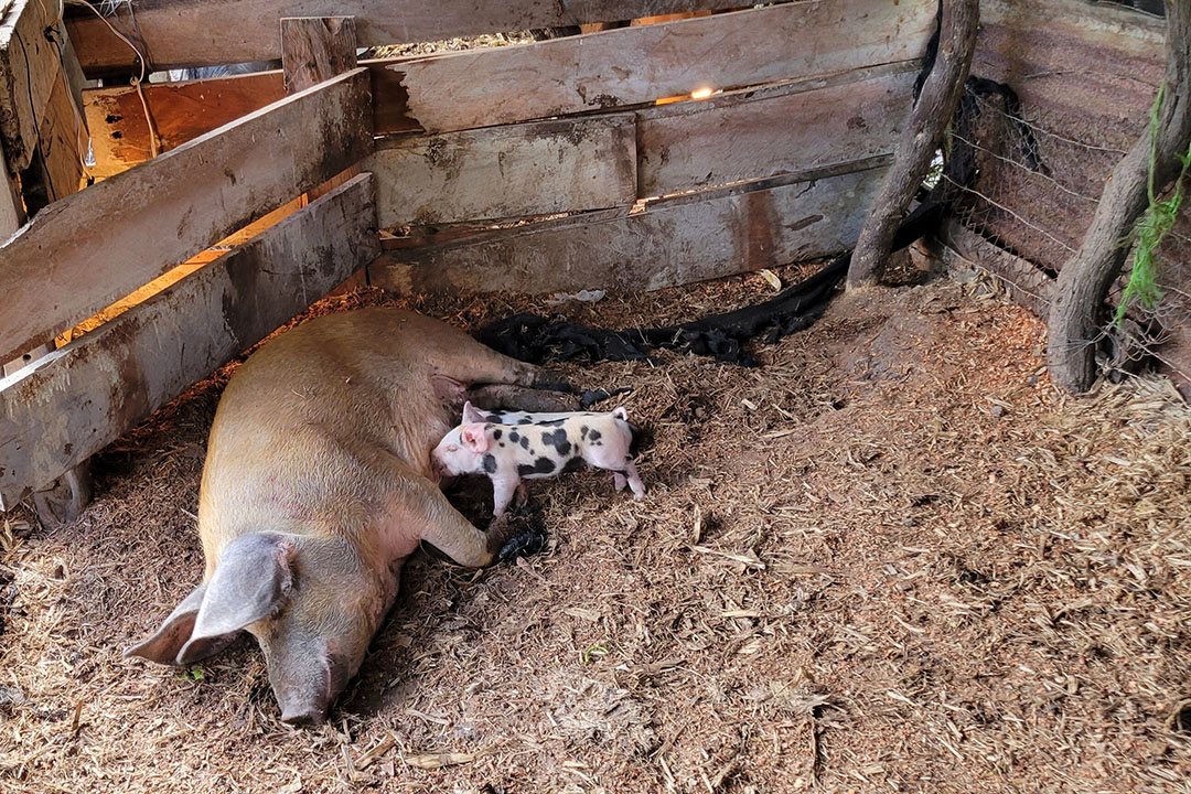 Floreana Island: inspecting pigs in paradise Floreana Island: inspecting pigs in paradise