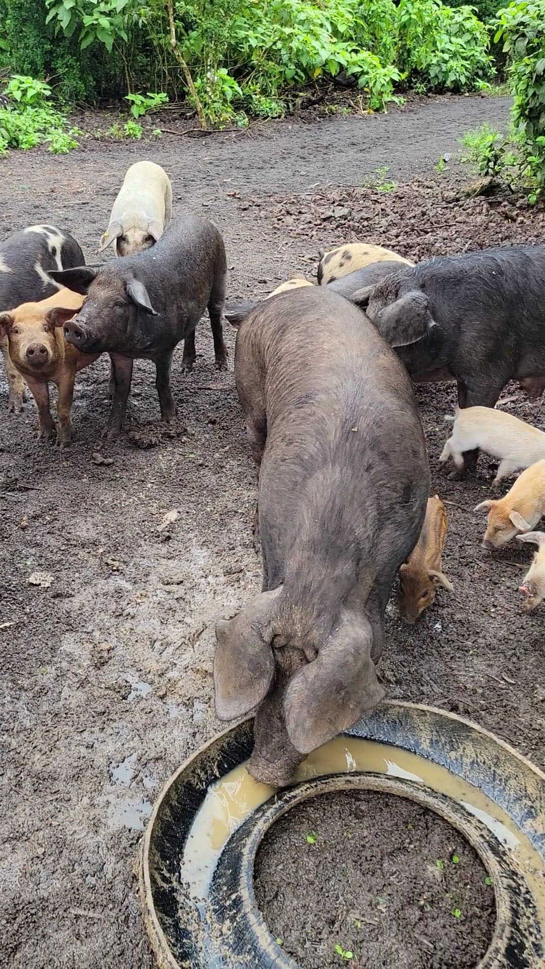 Farms on Floreana island performed well in competencies related to food and water access.