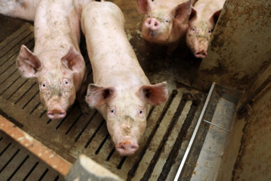 One of the was to improve swine manure handling is applying appropriate storage and treatment systems. Photo: Fotostudio Atelier 68