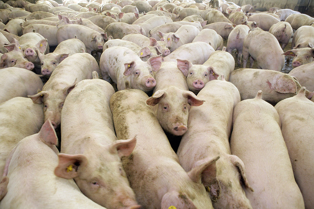 Deutschlands Schweinefleischproduktion verlangsamt sich angesichts steigender Kosten