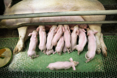 All quiet at the sow - these drinking piglets have just been born.