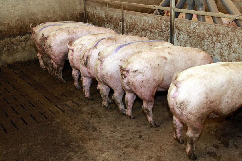 scientists from the University of the Philippines and the International Farms Corporation analysed the distribution of culling type (planned vs. unplanned) and culling reasons for Landrace and Large White sows in a local nucleus breeding farm. Photo: Henk Riswick