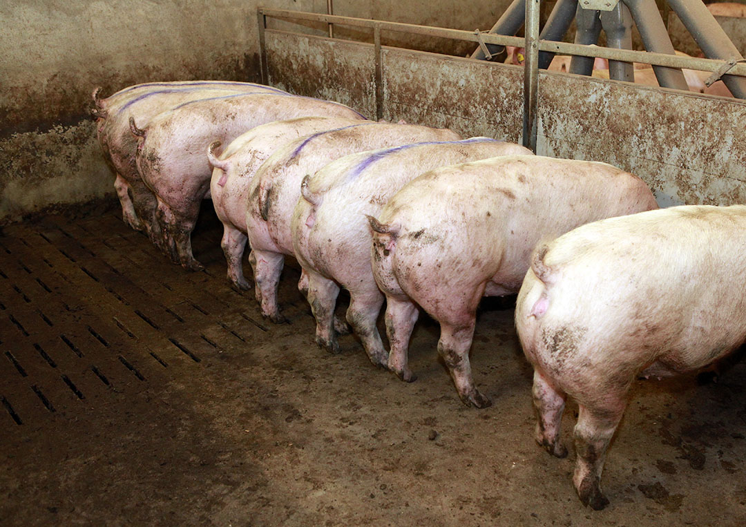Philippines: Diagnosing culling reasons to improve pig breeding - Pig Progress Philippines: Diagnosing culling reasons to improve pig breeding - Pig Progress