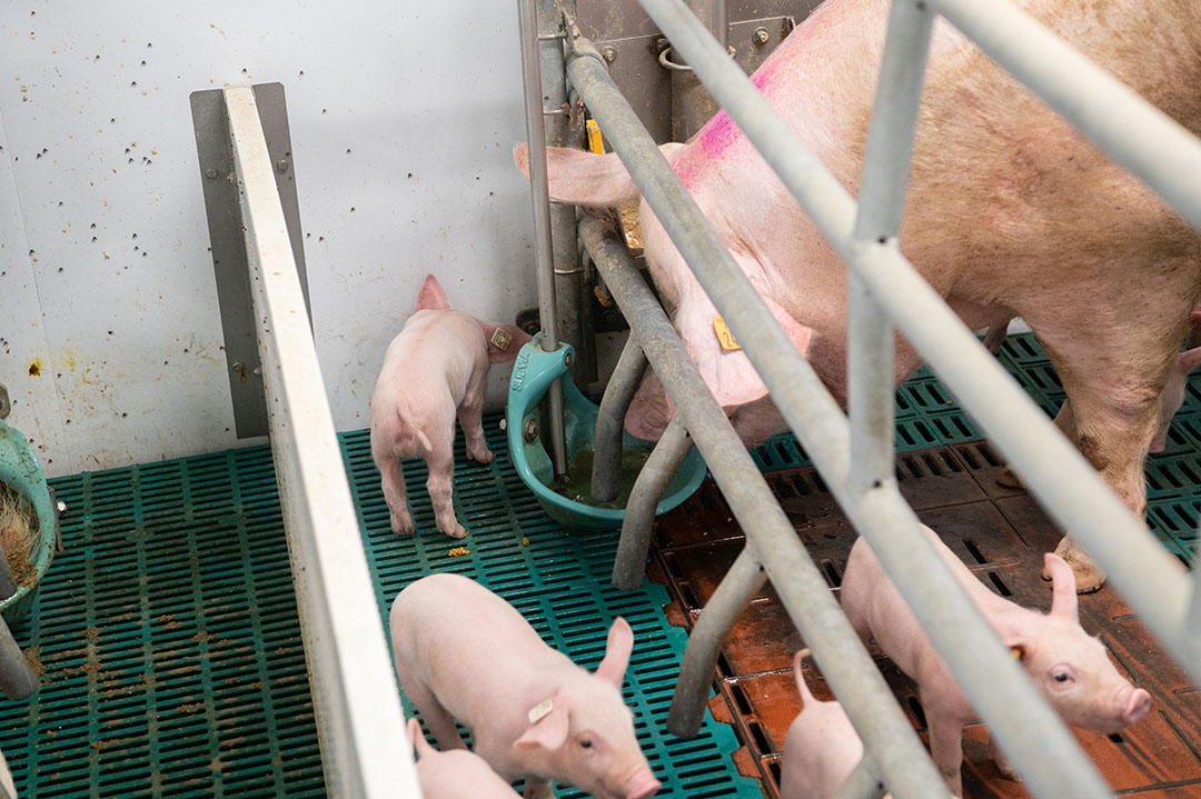The sow teaches the piglets to drink water. After a few days, the first piglet sticks its nose in the water.