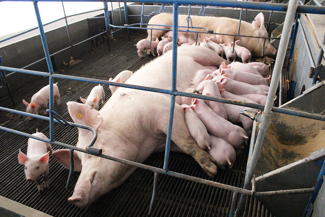 Sows wean on average 31 piglets per year.