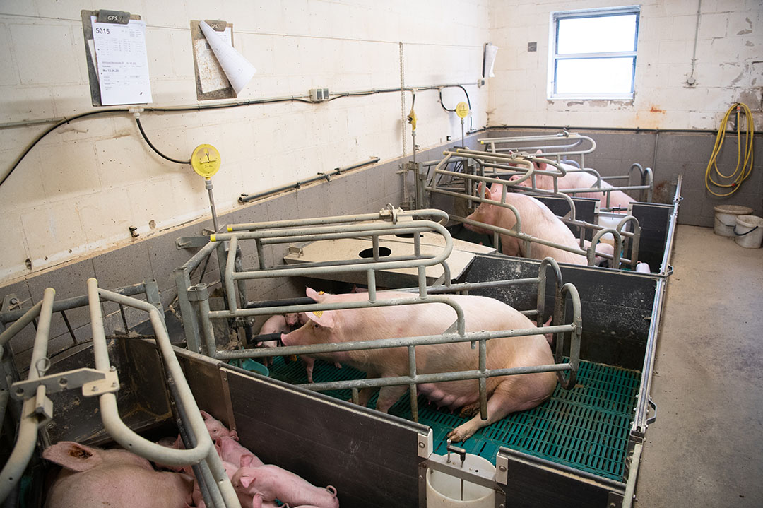 Arnemann does not yet know when the old farrowing pens will be converted. There are too many uncertainties about making that investment.