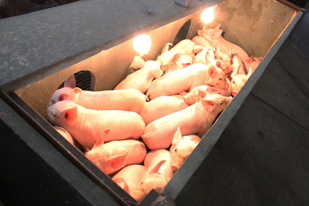 Piglets huddled together in a warm nest.