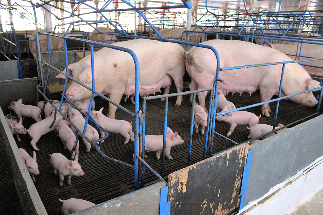 Lactating sows are kept together so litters can mix.