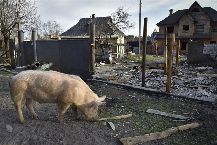 A pig looks for food amongst debris on the street of Moshchun village, Ukraine. High energy and feed prices plus increased uncertainty as a result of the Russian aggression in Ukraine suggests that producers will not make a positive supply response to higher prices in 2022. Photo: EPA