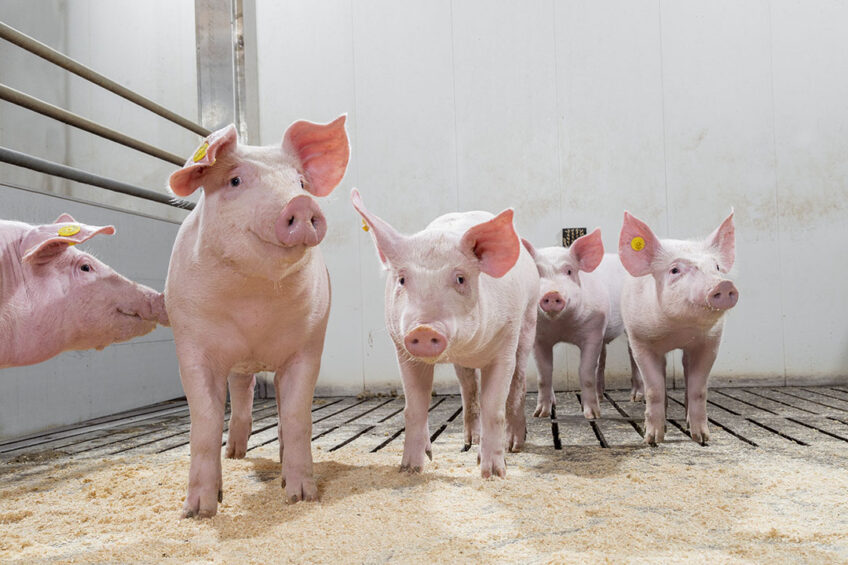 The final weight of the pigs in the same batch can vary a lot. Photo: Trouw Nutrition