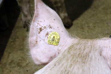 Porcine ear necrosis