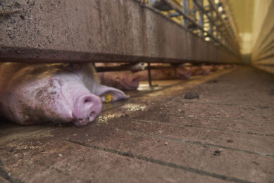 Heat stress in an immediate concern for pig production and welfare. - Photo: Van Assendelft Fotografie