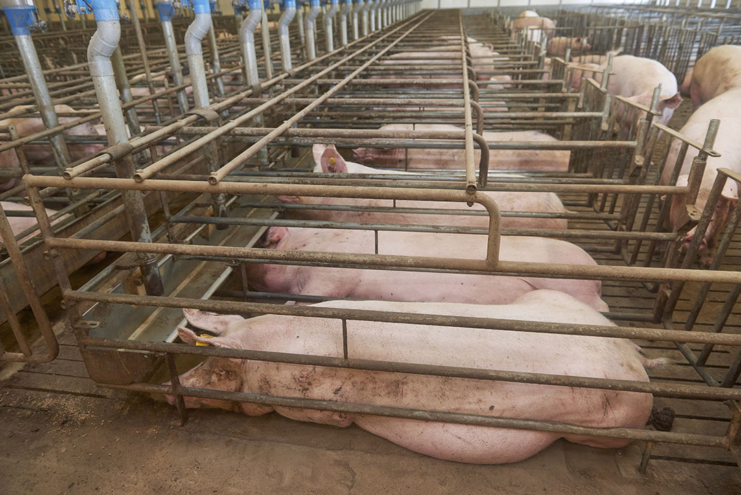 Reduce heat stress with reformulated diets