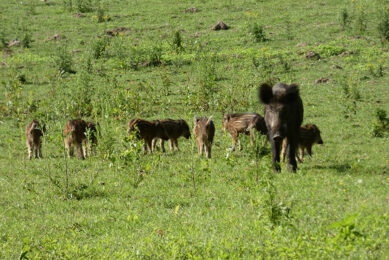 In Alberta, an ill-advised bounty program was rolled out 5 months ago and has resulted in no kills. Photo: Jan Vullings