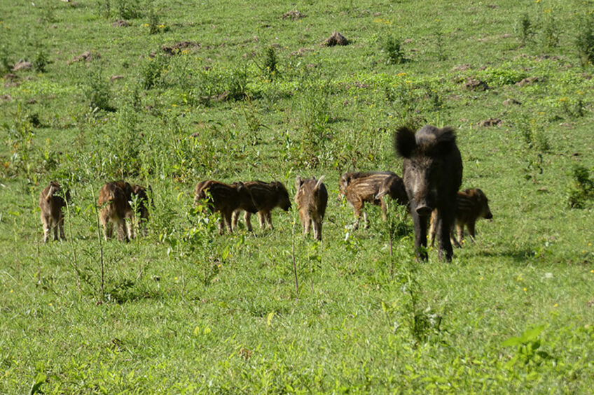 In Alberta, an ill-advised bounty program was rolled out 5 months ago and has resulted in no kills. Photo: Jan Vullings