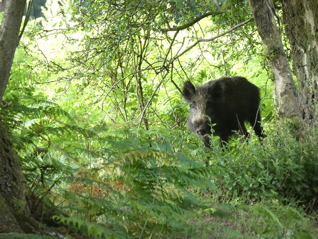 A healthy boar, unaffected by African swine fever.  Photo: Jan Vullings