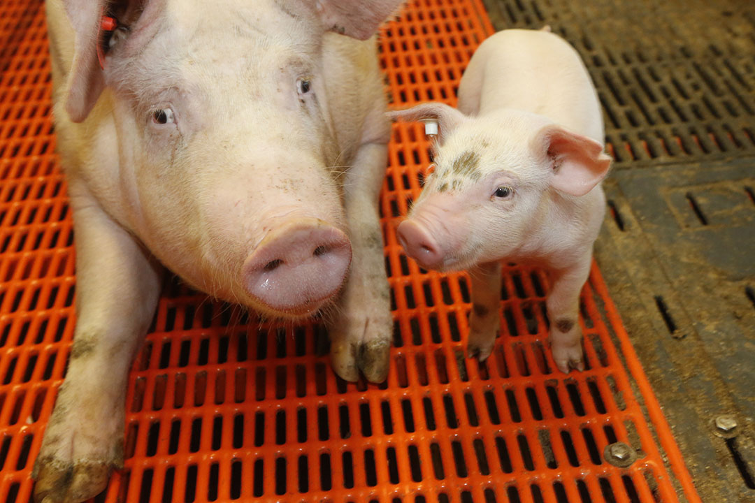 A piglet and a sow kept together without iron in the farrowing pen. Photo: Henk Riswick