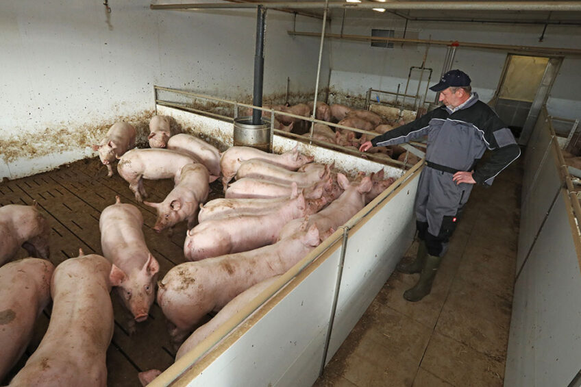 Finisher pigs on a farm in Germany. Photo: Henk Riswick