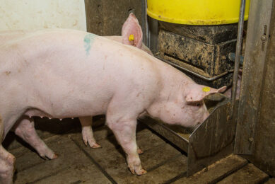 Circularity means using food processing waste in pig feeds and other feeds. Photo: Peter Roek