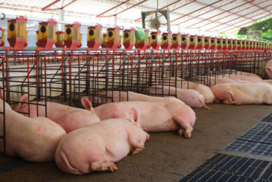 Pigs from Singapore in a Colombian facility. Photo: PorkColombia