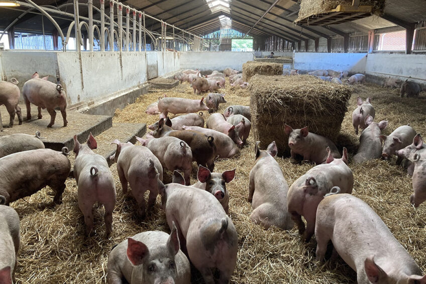 organic pig farming
