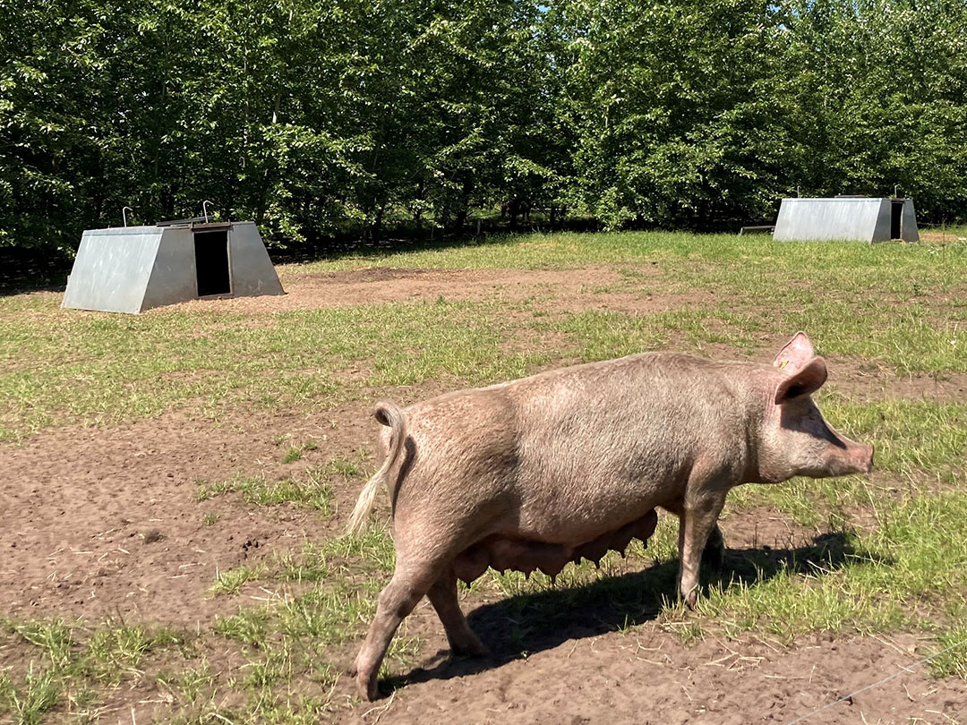 Sows and piglets are roaming on grass between poplar trees.