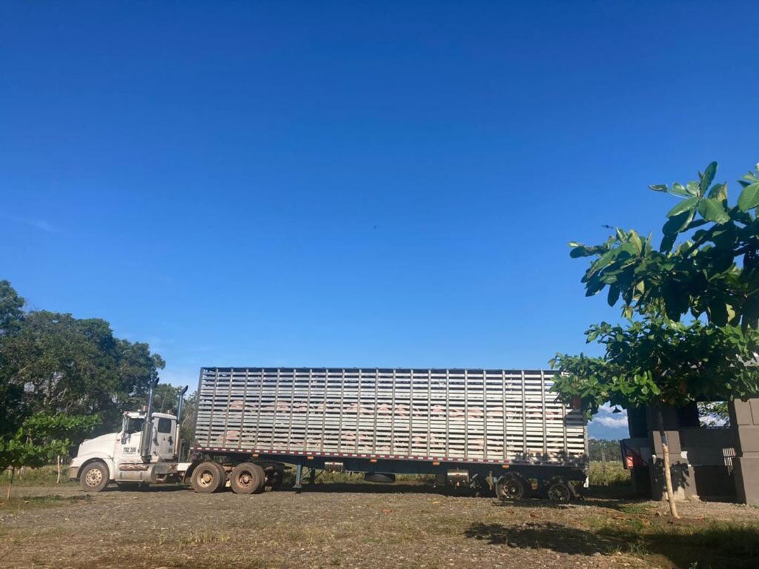 All HoCoTec pigs get transported to the slaughterhouse in own trucks.
