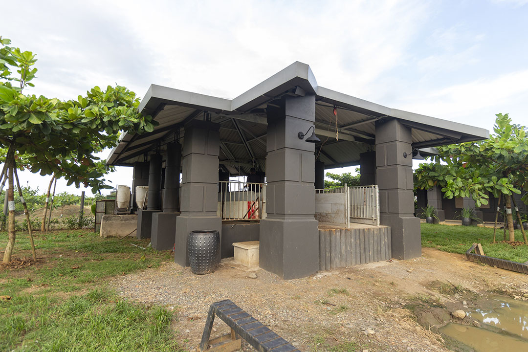 A novel addition to the farm: A separate, biosecure pick-up point for finisher pigs.