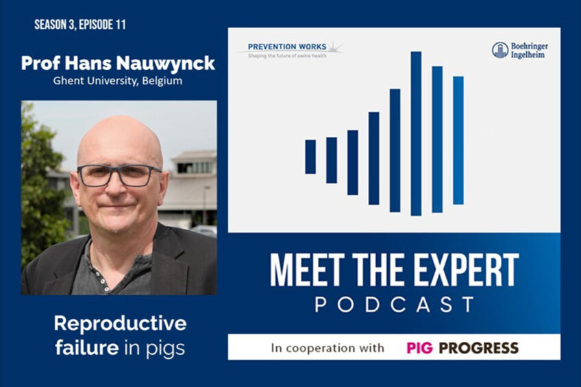 Podcast: Understanding reproductive failure in pigs