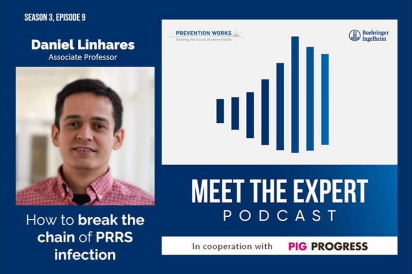 Podcast: How to break the chain of PRRS infection