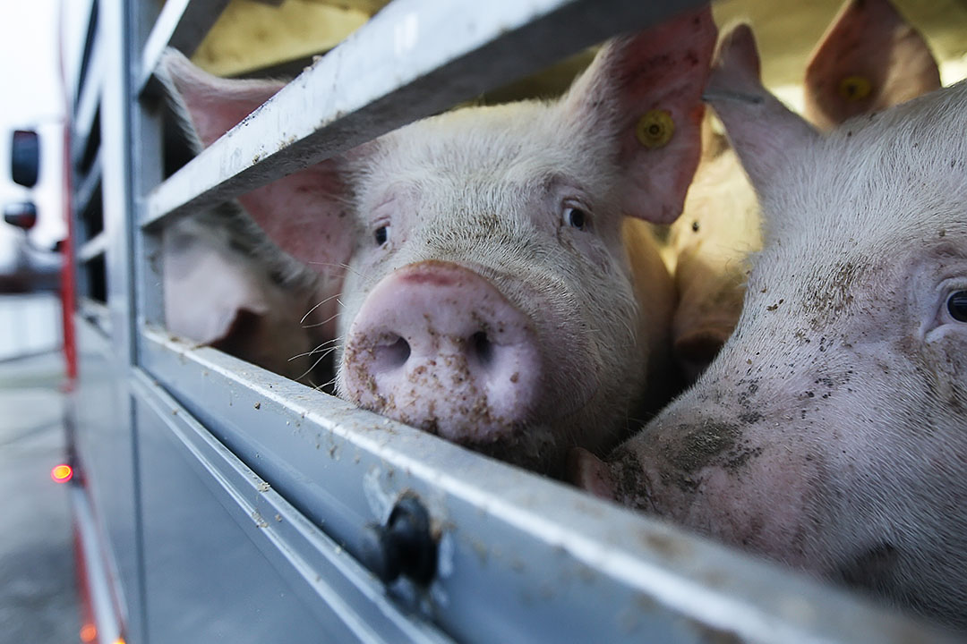 Is pork quality influenced by better welfare?