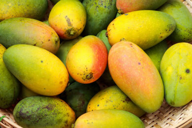 Philippines mango