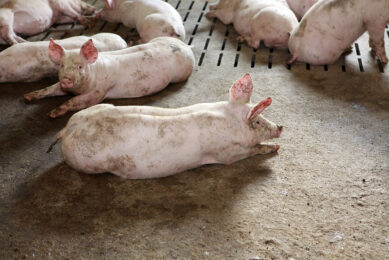 The introduction of a new fattening unit allowed the company  to increase the number of pigs. Photo: Henk Riswick