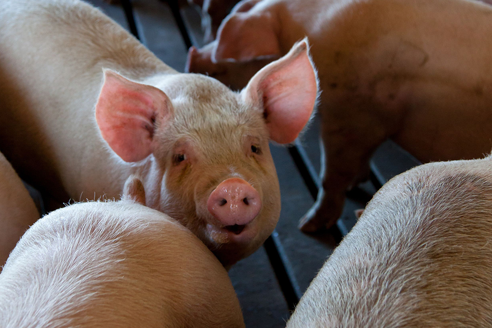 Sustainability and digestibility of a feed phosphate - Pig Progress