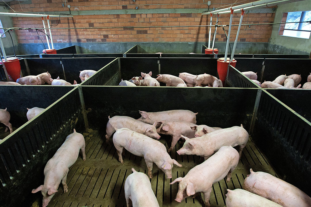 Most infections occurred in the pig-intensive region around the cities Lérida and Zaragoza.