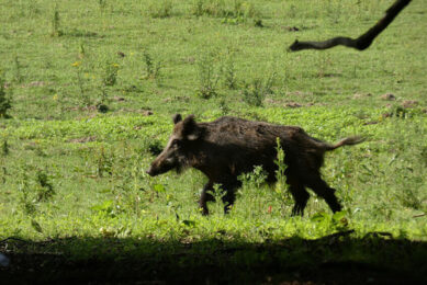 The Czech Republic was 1 of 2 countries in recent years that have successfully managed to eradicate African Swine Fever virus in its own wild boar population. Photo: Jan Vullings
