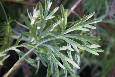 Artemisia absinthium and pumpkin seed could be used as treatments and alleviate potential negative effects caused by an A. galli infection. Photo: Agnieszka Kwiecień