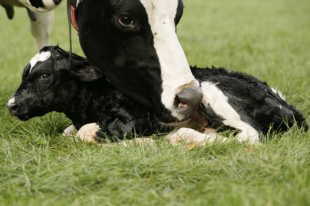 Dairy calves are very susceptible to infection, therefore farmers must stay alert and set good hygiene and preventative strategies in place. Photo: Robin Britstra
