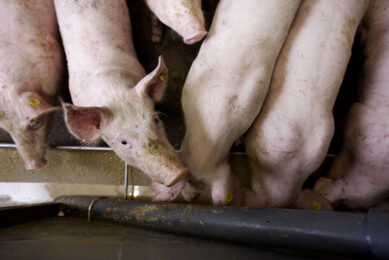 Adding humic substances to pig feed shows strong potential to contribute to reducing mortality. Photo: Hans Prinsen
