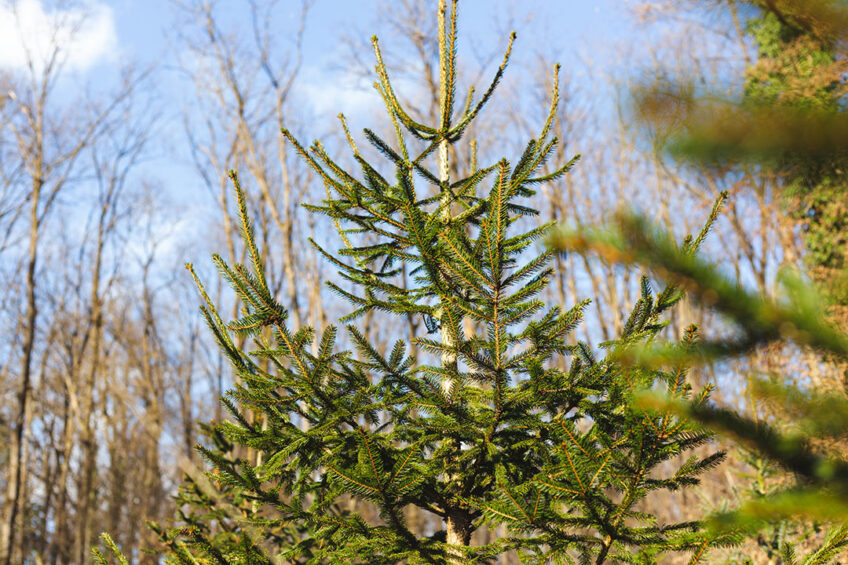 Wood can be good enrichment material for pigs. Getting Christmas trees for free can save on buying pig toys and help to reduce tail biting. Photo: Canva