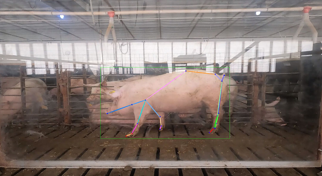 Antibiotics, organic acids and a new strain of PRRS in Pig Progress