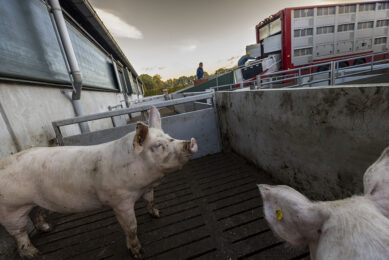 Loading pigs for transport. The war in Ukraine has made the situation for EU producers worse as major input costs rose to eye watering levels in 2022. Photo: Koos Groenewold