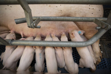 Uk pig breeding