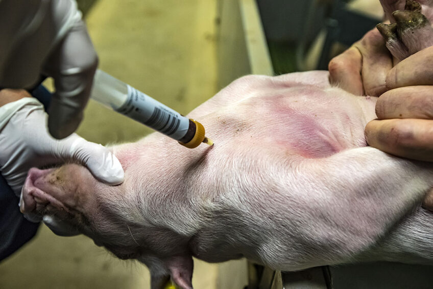 Porcine Reproductive and Respiratory Syndrome (PRRS) is a serious pig disease, with a causal RNA virus that is one of the most ever-evolving viruses known. Photo: Ronald Hissink