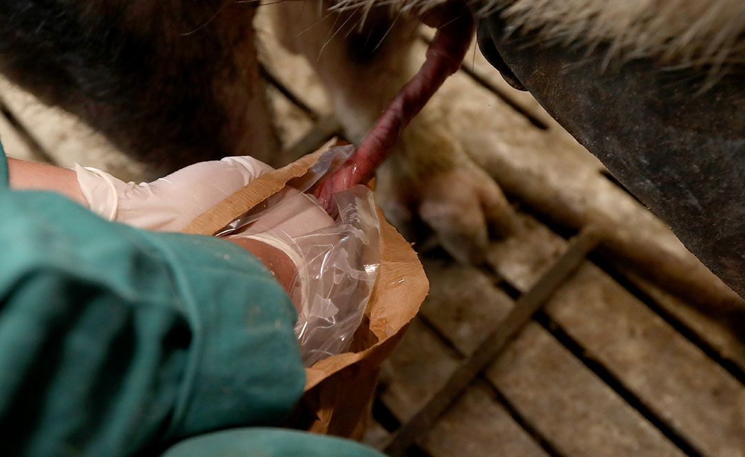 Antibiotic reduction during swine AI