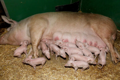 piglet birth weight